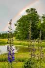 USA, Vermont, Addison County. Pond with rainbow, larkspur flowers. Art Print